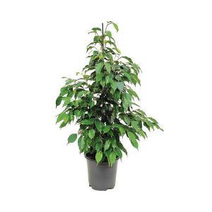 Ficus Benjamina ‘Danielle’