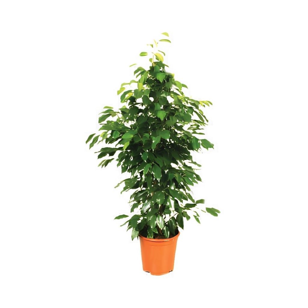 Ficus Benjamina ‘Danielle’