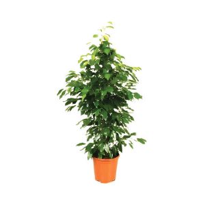 Ficus Benjamina ‘Danielle’