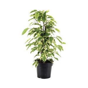 Ficus Benjamina ‘Twilight’
