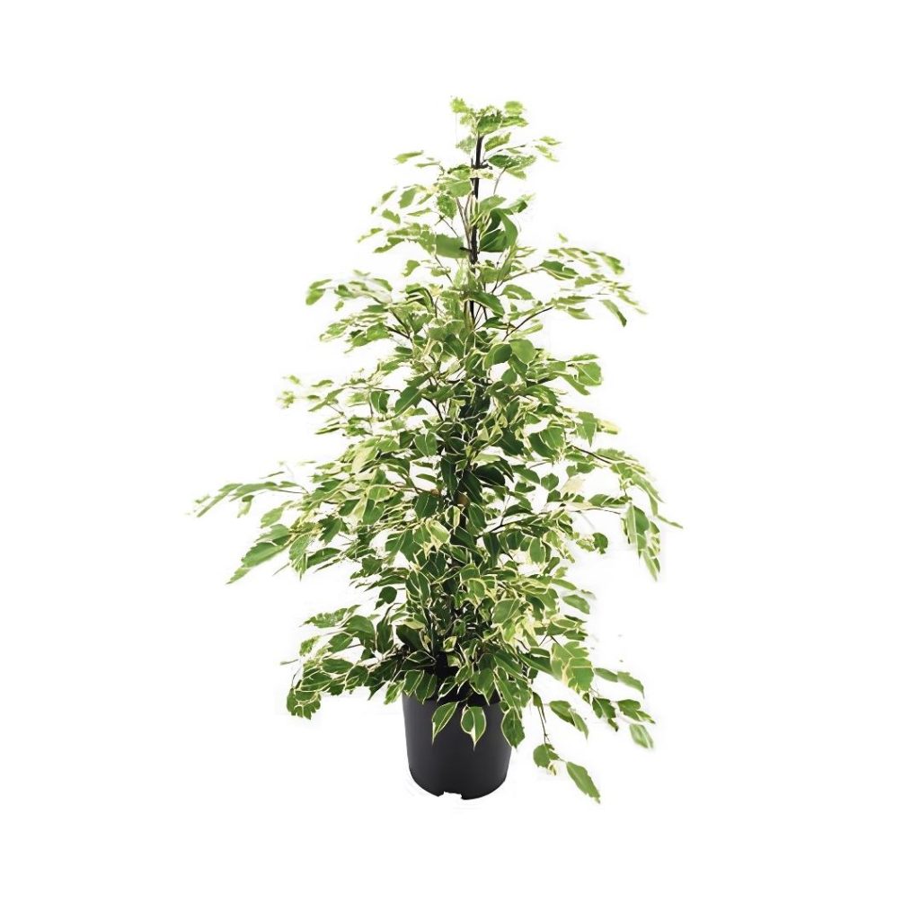 Ficus Benjamina ‘Twilight’
