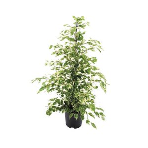 Ficus Benjamina ‘Twilight’