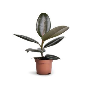 Ficus Elastica ‘Abidjan’