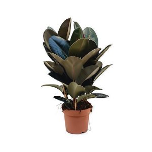 Ficus Elastica ‘Abidjan’
