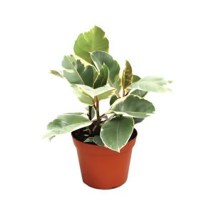 Ficus Elastica ‘Tineke’