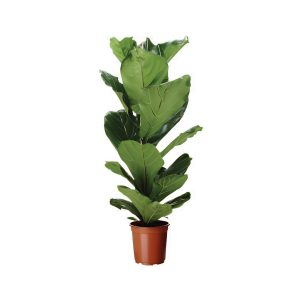 Ficus Lyrata