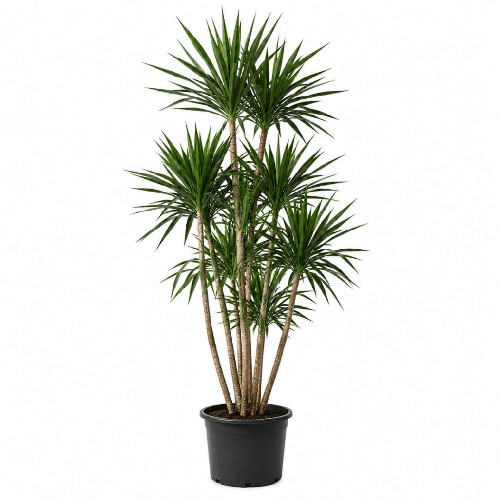 Dracaena Gymea