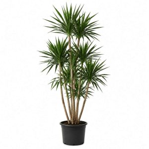 Dracaena Gymea
