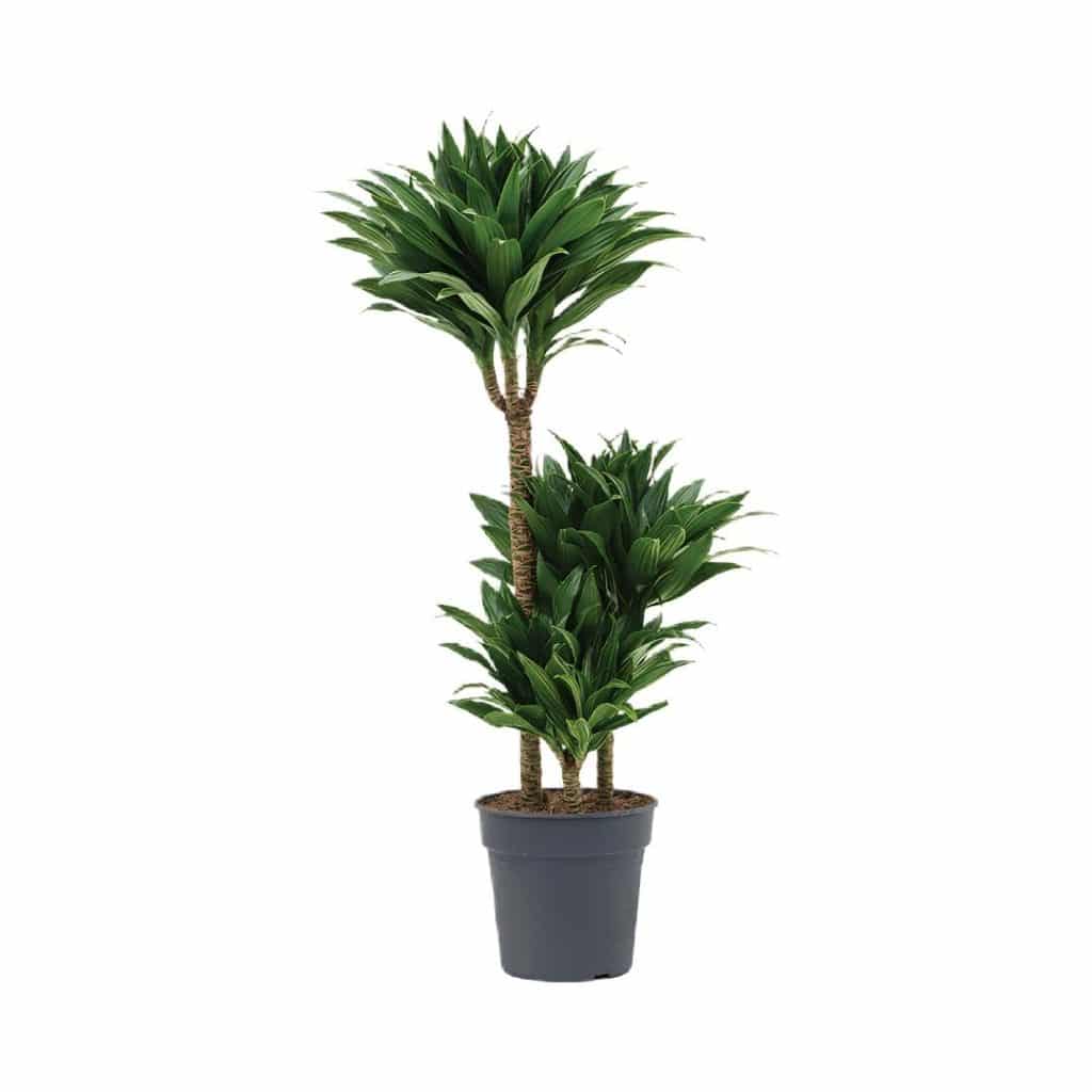 Dracaena Fragrans ‘Compacta’ (3ppp)