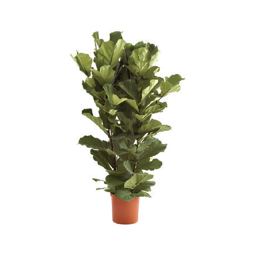 Ficus Lyrata