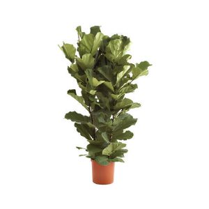 Ficus Lyrata