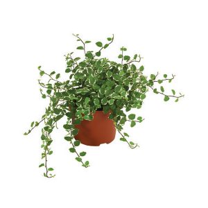 Ficus Pumila “White Sunny”