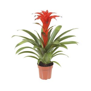 Guzmania Mixed