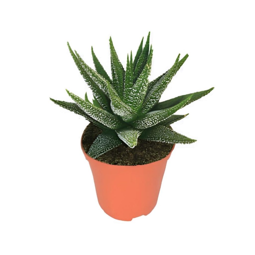 Haworthia Mix
