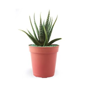 Haworthia Mix