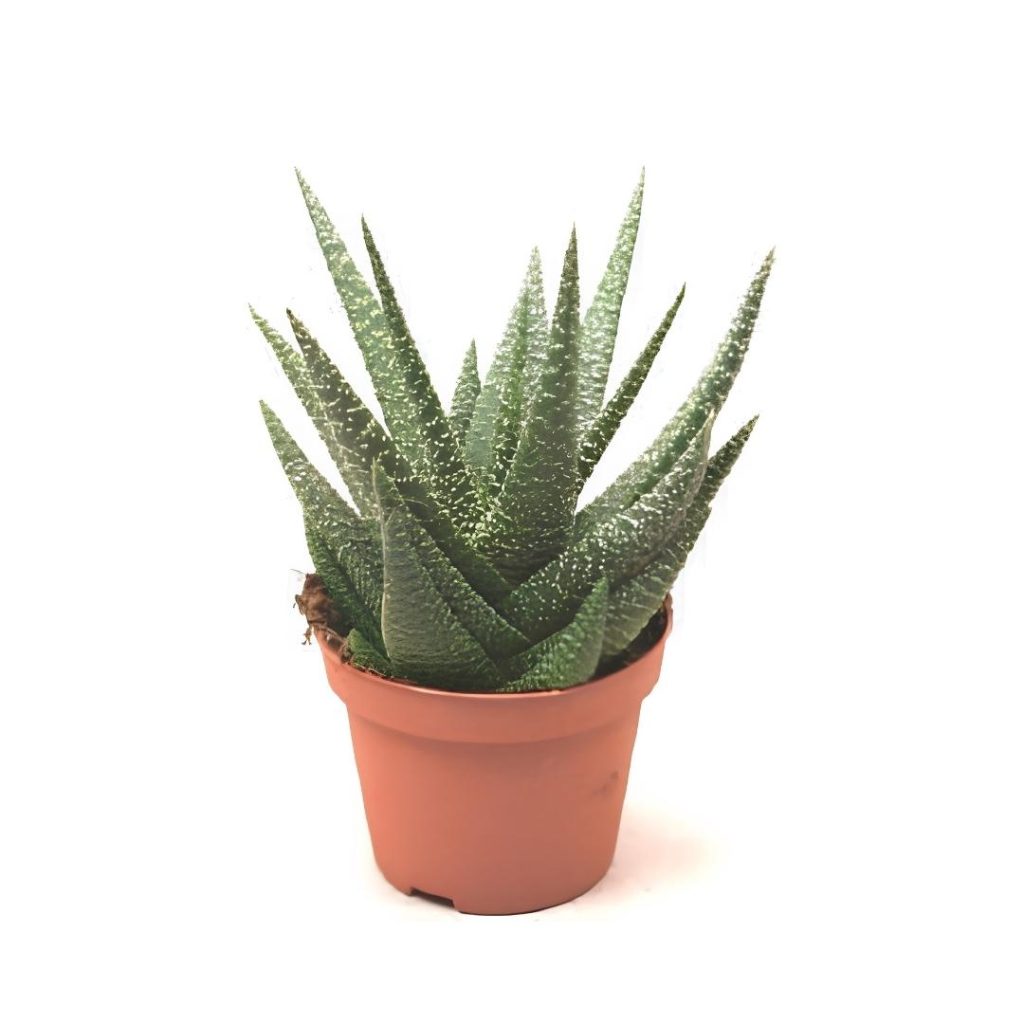 Haworthia Overig