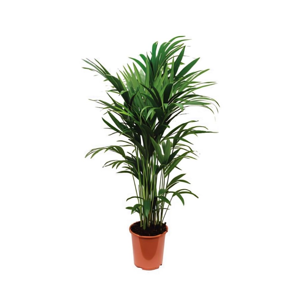Howea Fosteriana (5ppp)