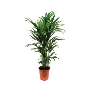 Howea Fosteriana (5ppp)