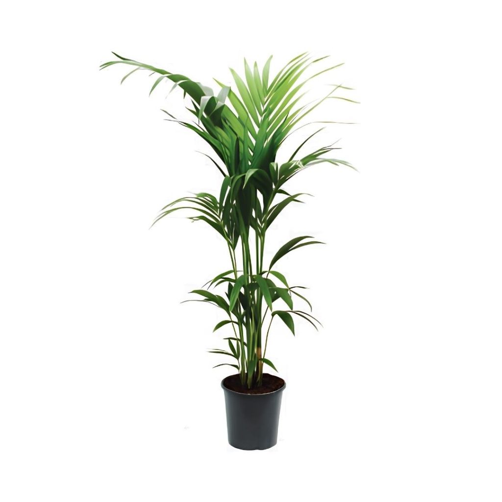 Howea Fosteriana (5ppp)