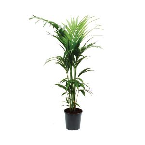 Howea Fosteriana (5ppp)