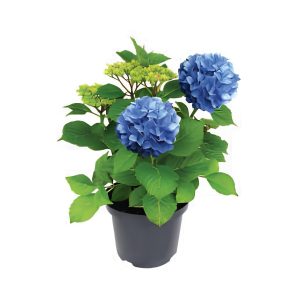 Hydrangea Macrophylla Mixed