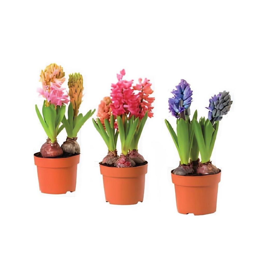 Hyacinthus Orient Mixed
