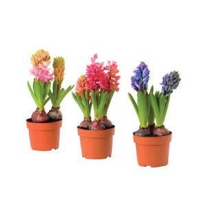 Hyacinthus Orient Mixed