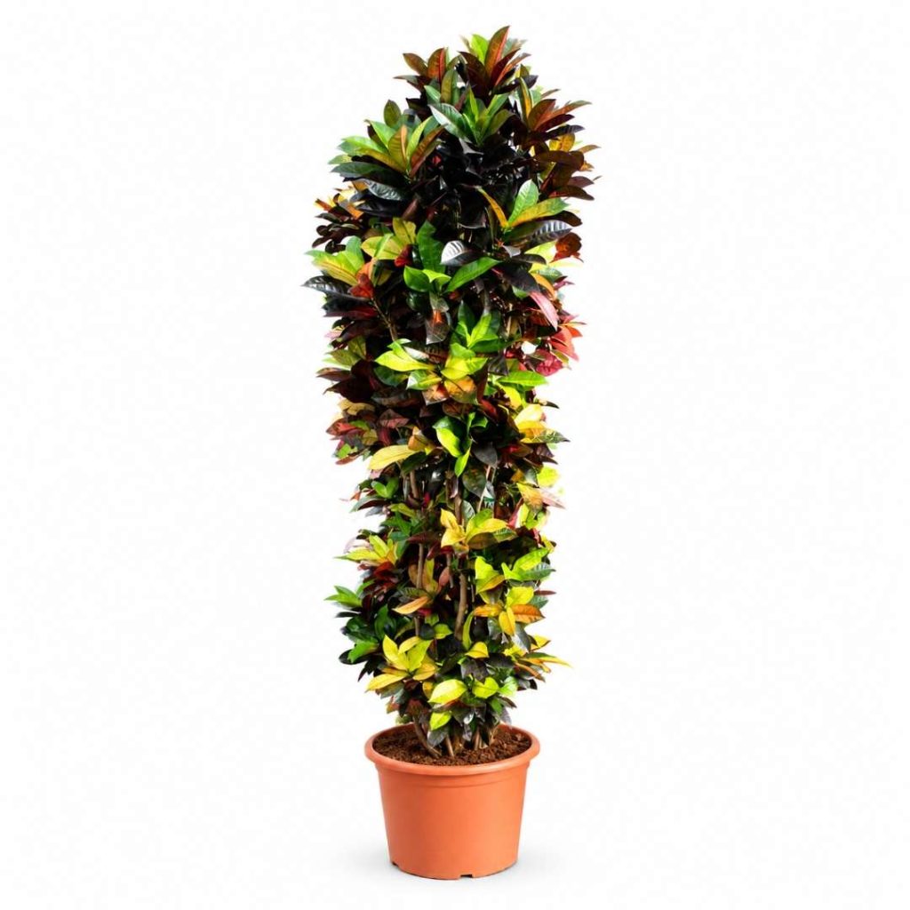 Codieaum Iceton (Croton)