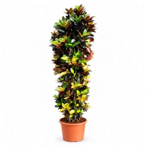 Codieaum Iceton (Croton)