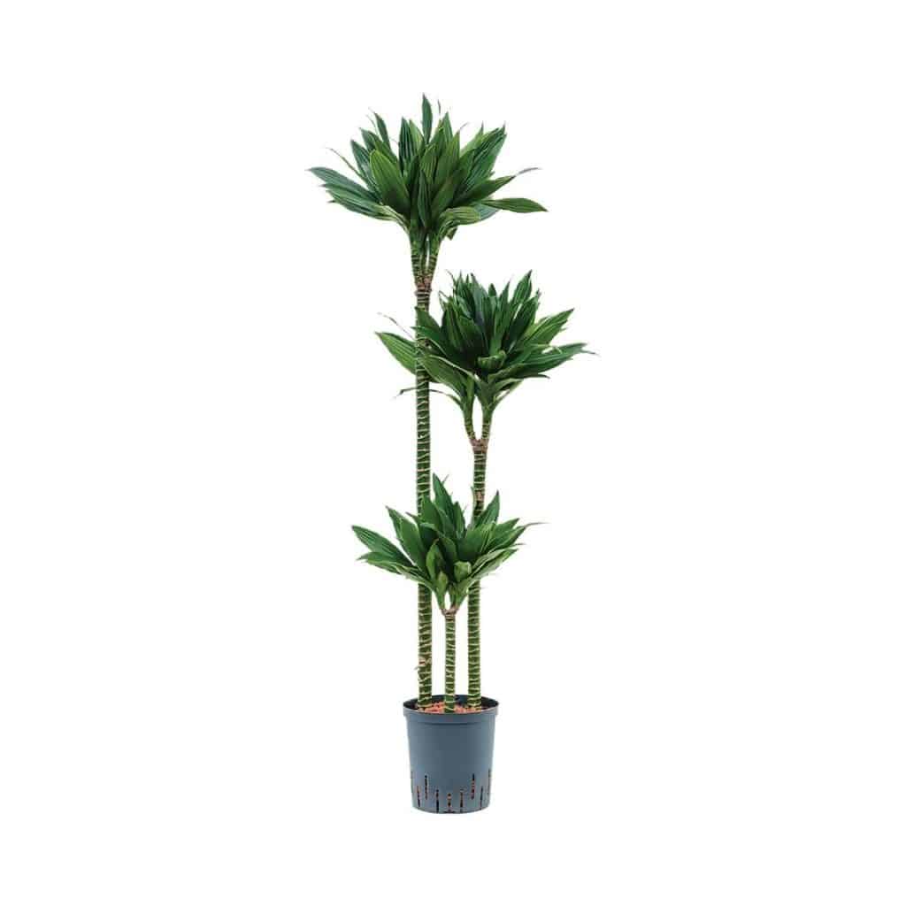 Dracaena Fragrans Green Jewel (3ppp)