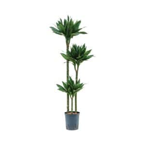 Dracaena Fragrans Green Jewel (3ppp)