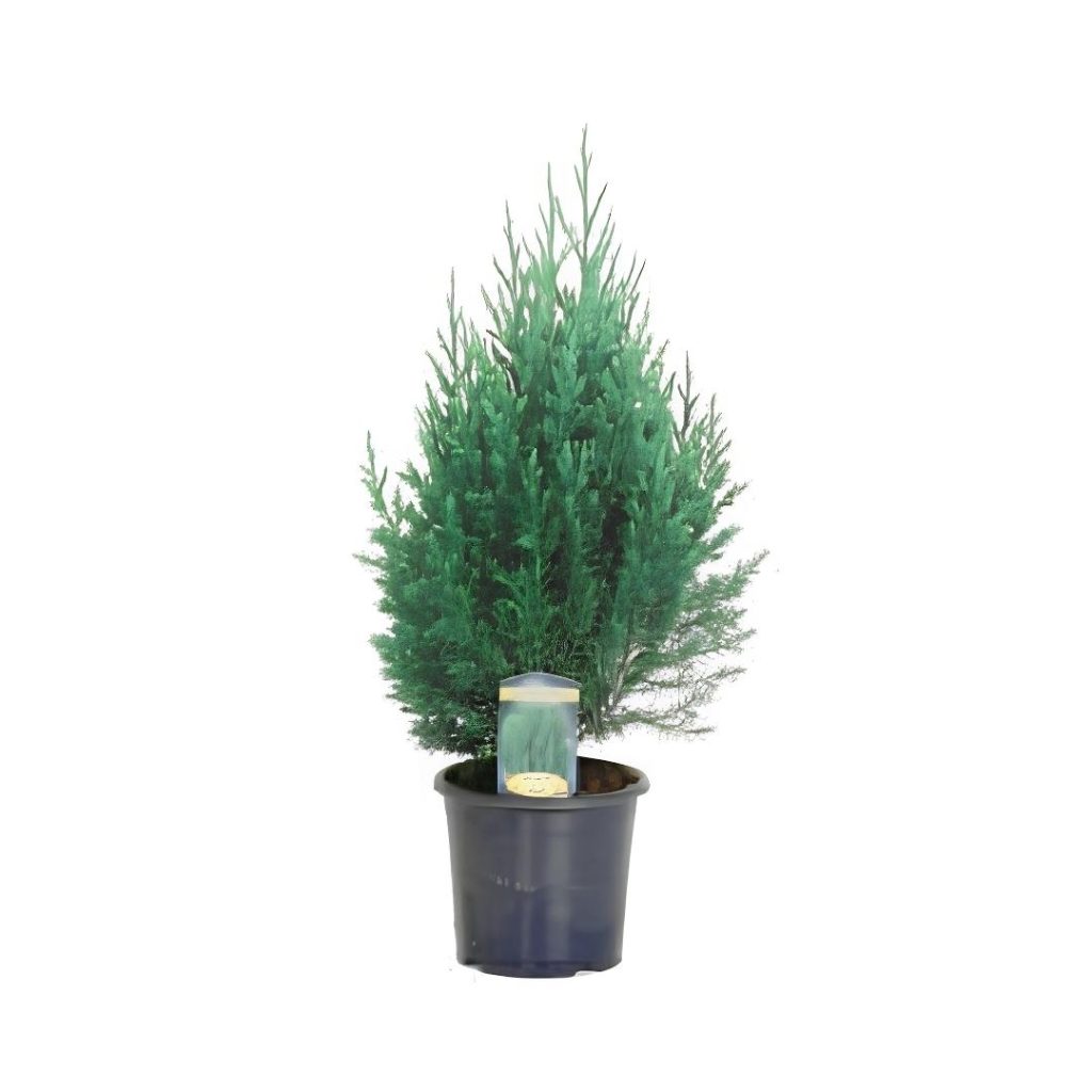 Juniperus Chinensis ‘Stricta’