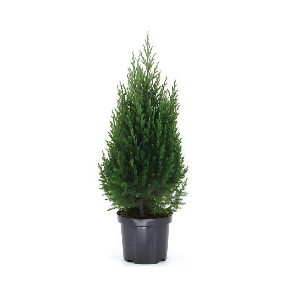 Juniperus Chinensis ‘Stricta’