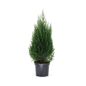 Juniperus Chinensis ‘Stricta’