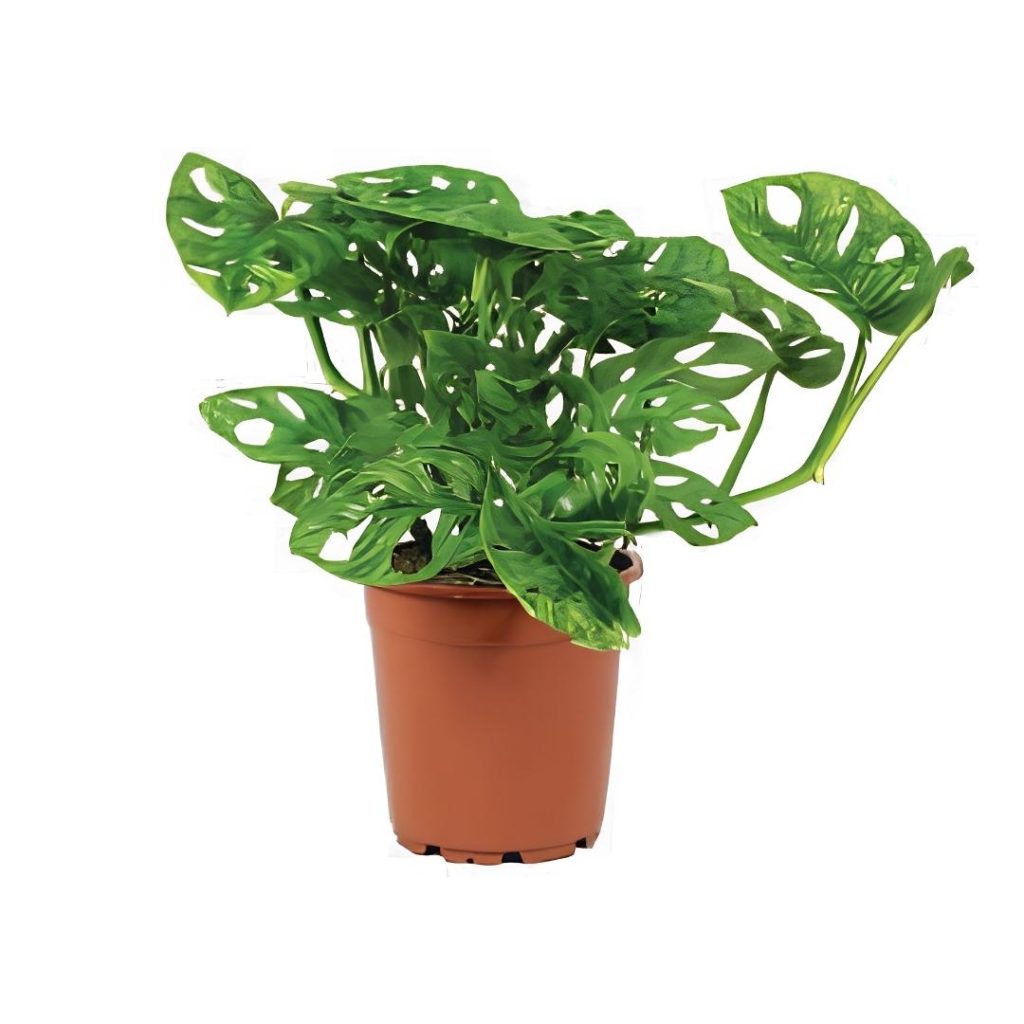 Monstera Obliqua