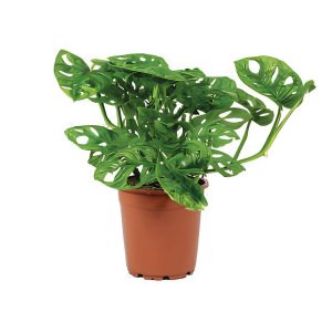 Monstera Obliqua
