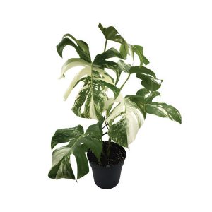 Monstera Variegata