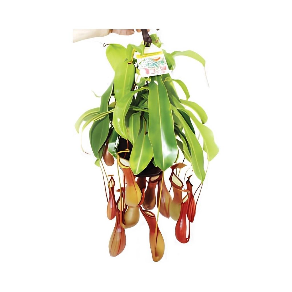 Nepenthes Alata