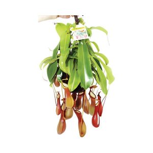 Nepenthes Alata