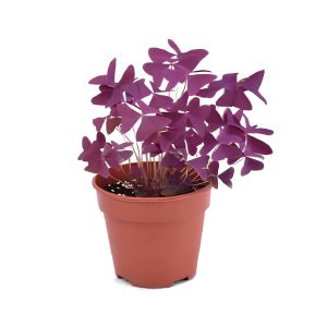 Oxalis Triangularis