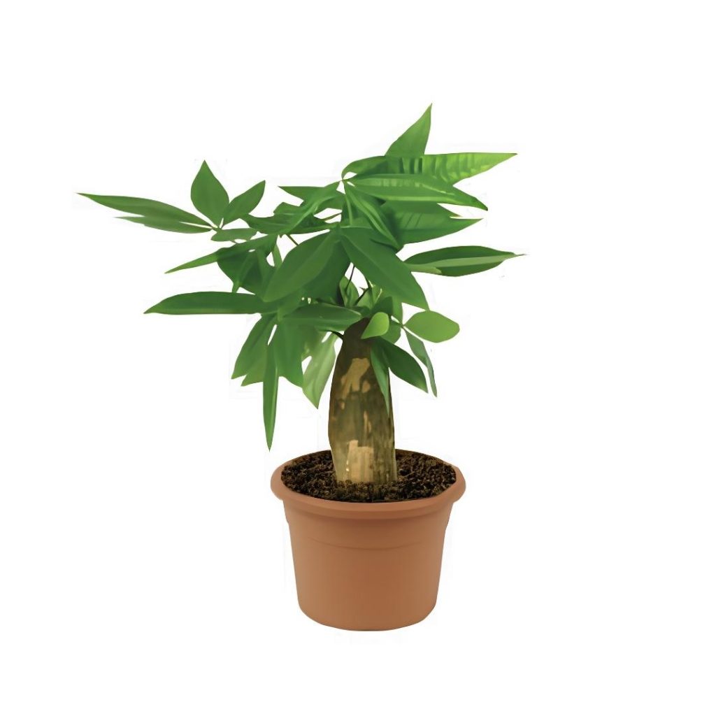 Pachira Aquatica Money tree
