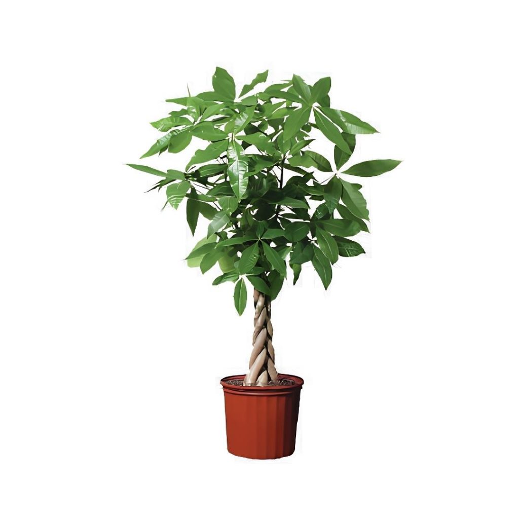Pachira Aquatica Money tree