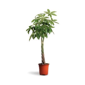 Pachira Aquatica Money tree