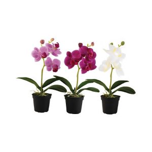 Phalaenopsis Mix Color Mini