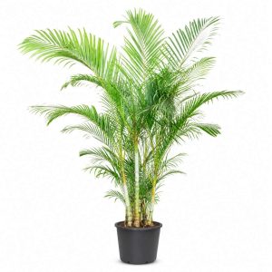 Dypsis Lutescens (Areca)