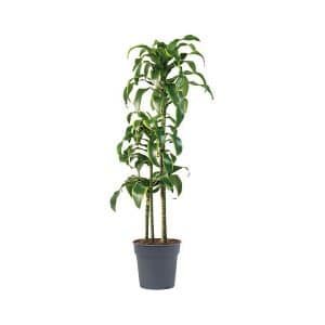 Dracaena Deremensis ‘Art’ (3ppp)