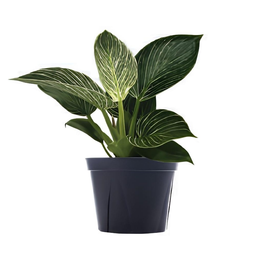 Philodendron Birkin