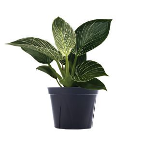 Philodendron Birkin