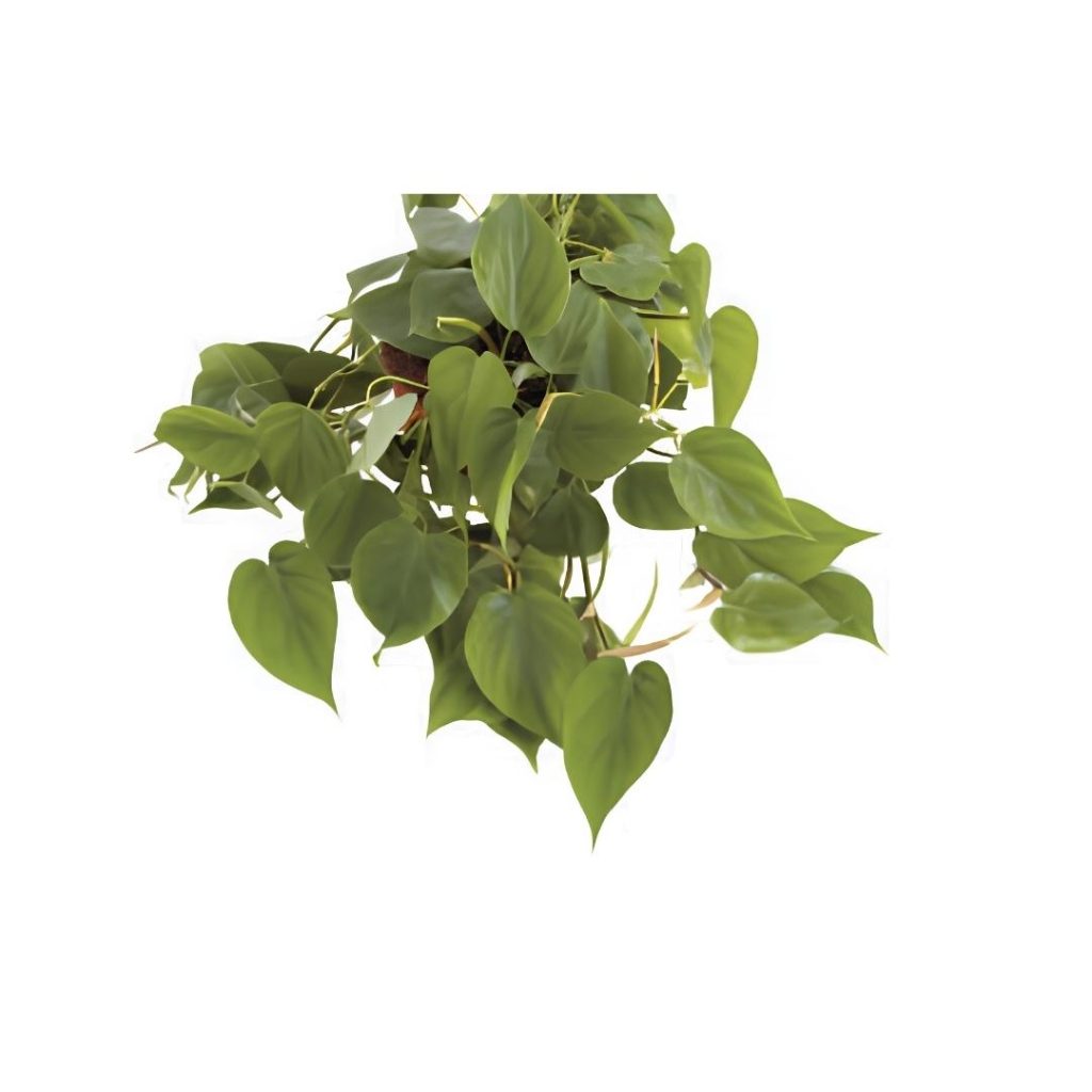 Philodendron Scandens