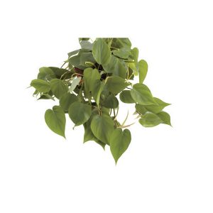 Philodendron Scandens